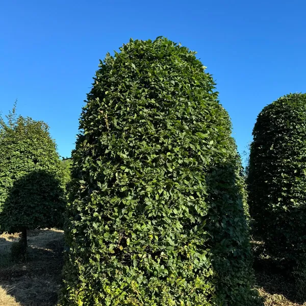Product image for Carpinus betulus en collaboration avec Boomkwekerij Mentens