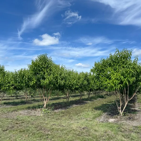 Product image for Arbre aux sept fils en collaboration avec Boomkwekerij Mentens
