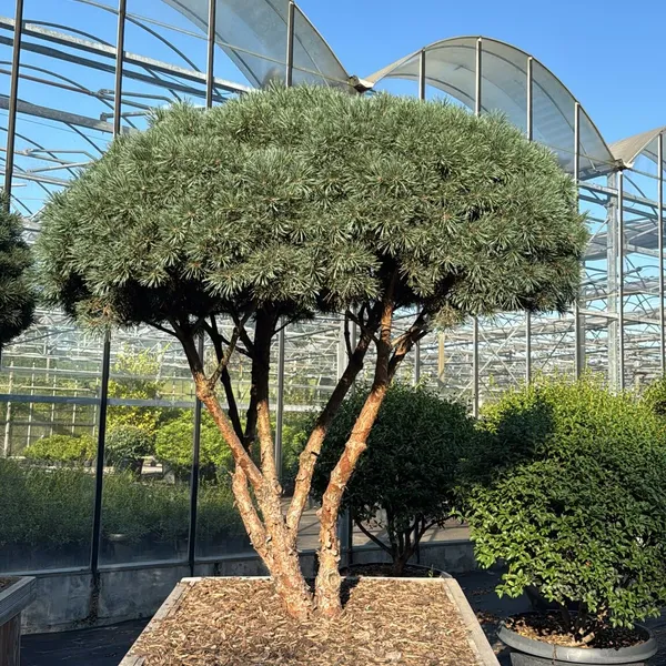Product image for Pinus sylvestris 'Watereri' en collaboration avec Boomkwekerij Mentens