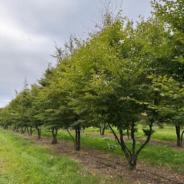 Product image for Tilia cordata in samenwerking met Boomkwekerij Mentens