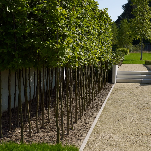 Application image for Carreau voor de inrit, Smooth op het terras